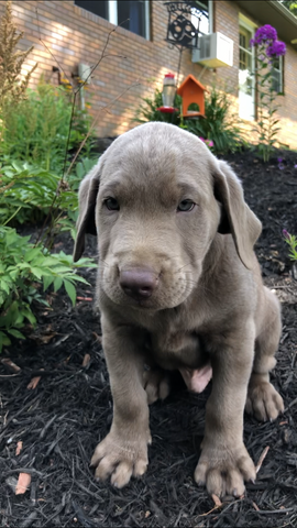 AKC Registered Silver Labrador Retriever For Sale Fredericksburg, OH Male- Mike