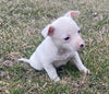 Rat Terrier For Sale Tampico Illinois Female-Zoe