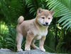 AKC Registered Shiba Inu For Sale Millersburg, OH Male- Jerry