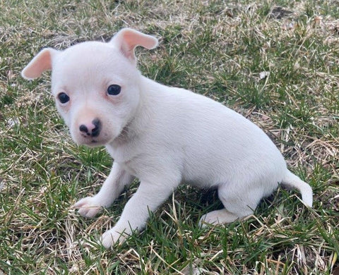 Rat Terrier For Sale Tampico Illinois Female-Zoe