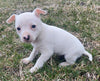 Rat Terrier For Sale Tampico Illinois Female-Zoe