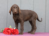 Standard F1B Labradoodle For Sale Fredericksburg, OH Female- Cammy