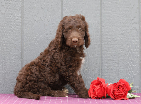Standard F1B Labradoodle For Sale Fredericksburg, OH Female- Myrna