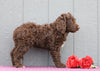 Standard F1B Labradoodle For Sale Fredericksburg, OH Female- Myrna