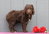 Standard F1B Labradoodle For Sale Fredericksburg, OH Female- Myrna