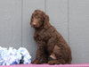 Standard F1B Labradoodle For Sale Fredericksburg, OH Male- Cletus