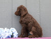 Standard F1B Labradoodle For Sale Fredericksburg, OH Male- Cletus