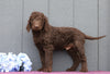 Standard F1B Labradoodle For Sale Fredericksburg, OH Male- Cletus
