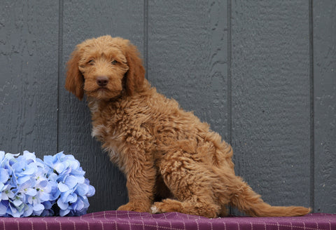 Standard F1B Labradoodle For Sale Fredericksburg, OH Male- Braxton