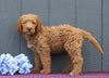 Standard F1B Labradoodle For Sale Fredericksburg, OH Male- Braxton