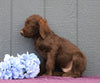 Standard F1B Labradoodle For Sale Fredericksburg, OH Male- Romeo