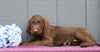Standard F1B Labradoodle For Sale Fredericksburg, OH Male- Romeo