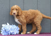 Standard F1B Labradoodle For Sale Fredericksburg, OH Male- Felix