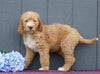 Standard F1B Labradoodle For Sale Fredericksburg, OH Male- Teddy