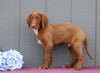 Standard F1B Labradoodle For Sale Fredericksburg, OH Male- Dirk