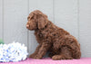 Standard F1B Labradoodle For Sale Fredericksburg, OH Male- Trey