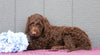 Standard F1B Labradoodle For Sale Fredericksburg, OH Male- Trey