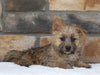 Cairn Terrier For Sale Millersburg, OH Female- Ava