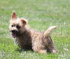 Cairn Terrier For Sale Millersburg, OH Female- Ava