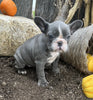AKC Registered French Bulldog For Sale Millersburg OH Female-Suetta
