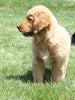 AKC Registered Golden Retriever For Sale Millersburg, OH Male- Otter