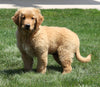 AKC Registered Golden Retriever For Sale Millersburg, OH Male- Otter