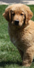AKC Registered Golden Retriever For Sale Millersburg, OH Male- Otter