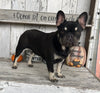 AKC Registered French Bulldog For Sale Millersburg OH Female-Loretta