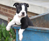 Boston Terrier For Sale Wooster, OH Male- Louie