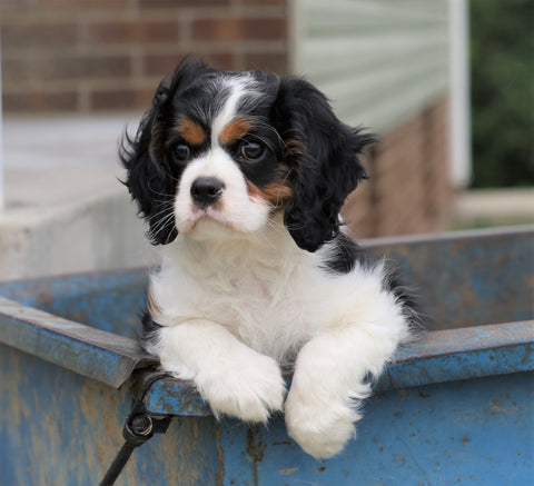 Cavalier King Spaniel For Sale Wooster, OH Male- Dusty