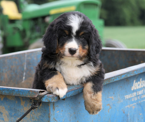 Bernese Mountain Dog For Sale Wooster, OH Male- Rambo