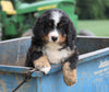 Bernese Mountain Dog For Sale Wooster, OH Male- Rambo