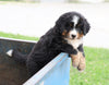 Bernese Mountain Dog For Sale Wooster, OH Male- Rambo