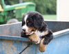 Bernese Mountain Dog For Sale Wooster, OH Female- Zoey