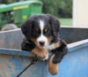Bernese Mountain Dog For Sale Wooster, OH Female- Zoey