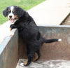 Bernese Mountain Dog For Sale Wooster, OH Female- Zoey