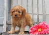 Cavapoo For Sale Wooster, OH Female- Amber