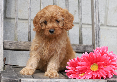 Cavapoo For Sale Wooster, OH Female- Amber