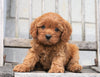 Cavapoo For Sale Wooster, OH Male- Charlie