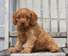Cavapoo For Sale Wooster, OH Male- Ollie