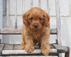 Cavapoo For Sale Wooster, OH Male- Ollie