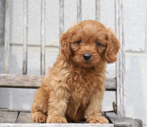 Cavapoo For Sale Wooster, OH Male- Ollie
