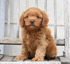 Cavapoo For Sale Wooster, OH Male- Nash