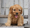 Cavapoo For Sale Wooster, OH Male- Flint