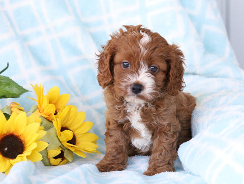 Cavapoo For Sale Sugarcreek, OH Male- Bingo