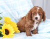 Cavapoo For Sale Sugarcreek, OH Male- Bingo