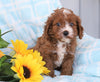 Cavapoo For Sale Sugarcreek, OH Male- Bingo