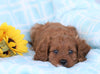 Cavapoo For Sale Sugarcreek, OH Female- Bella