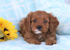 Cavapoo For Sale Sugarcreek, OH Female- Bella