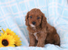 Cavapoo For Sale Sugarcreek, OH Female- Bella